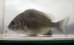 Image of Black bream