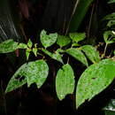 Image of Clidemia minutiflora (Triana) Cogn.