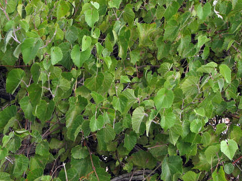 Image of canyon grape