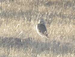 Image of Burrowing Owl