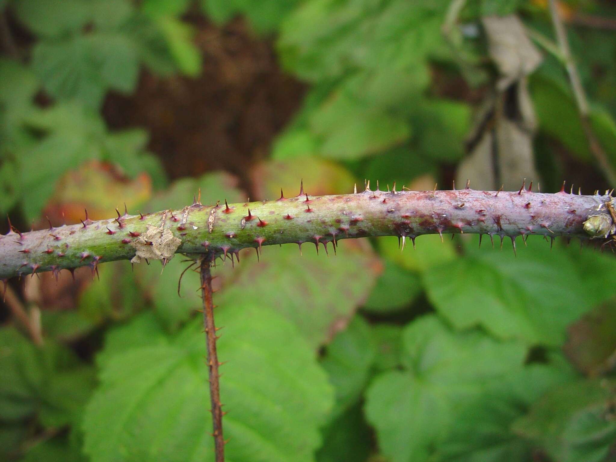 Слика од Rubus loganobaccus L. H. Bailey