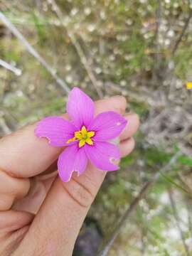 Image of largeflower rose gentian