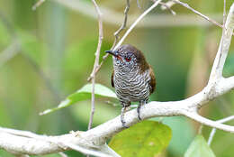 Image of Little Bronze Cuckoo