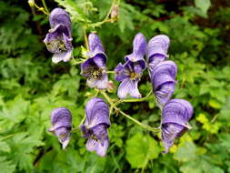 Aconitum nasutum Rchb.的圖片