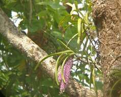 Слика од Rhynchostylis retusa (L.) Blume