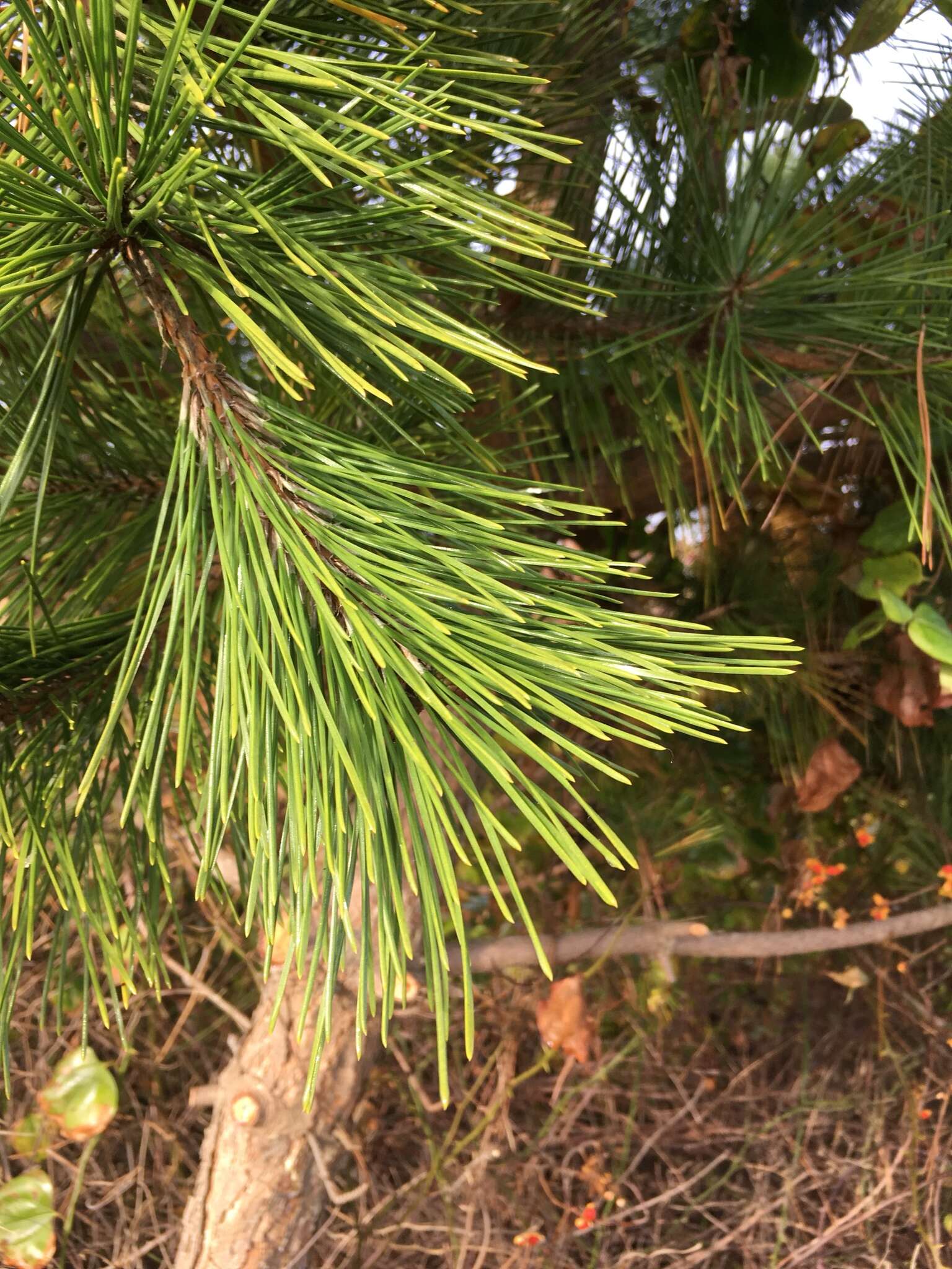 Image of Japanese Black Pine