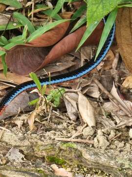 Image of Blue Coral Snake