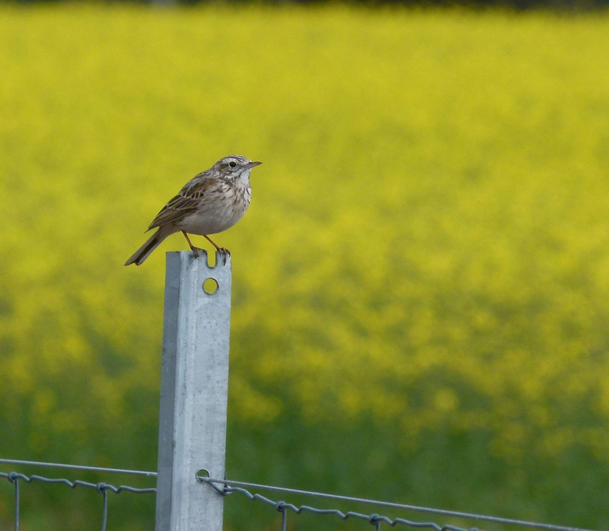 Image of Australian Pipit