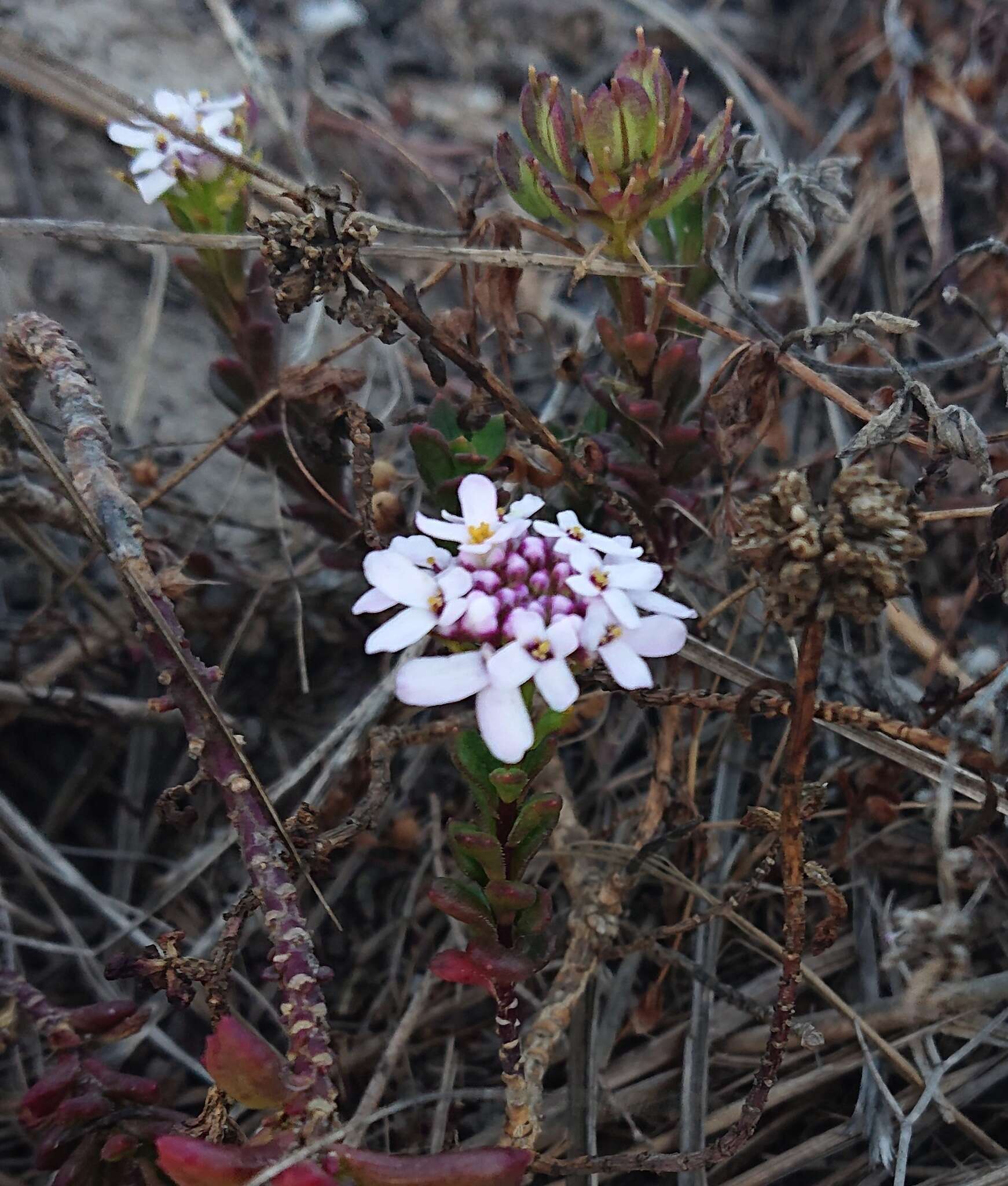 صورة Iberis procumbens subsp. procumbens