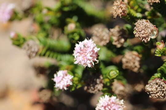 Image of Pimelea ferruginea Labill.