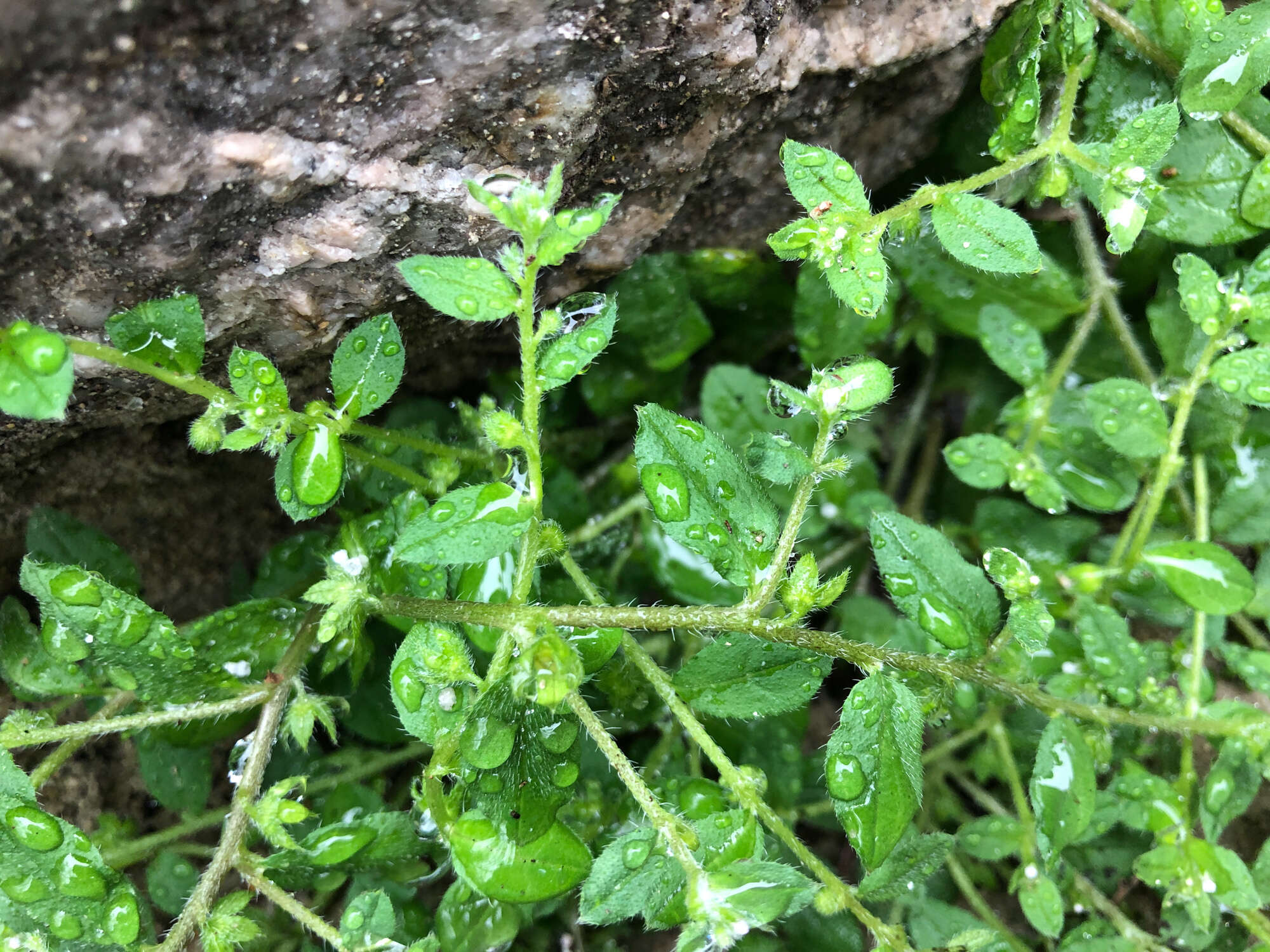 Plancia ëd Bothriospermum zeylanicum (J. Jacquin) Druce