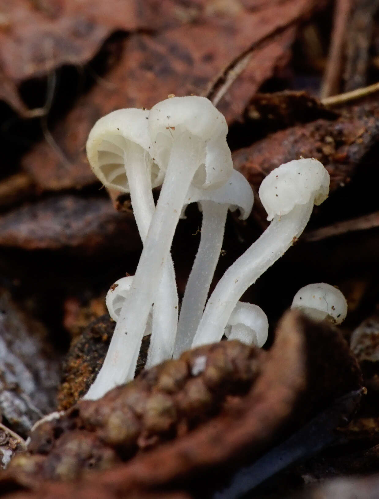 Sivun Hemimycena angustispora (P. D. Orton) Singer 1962 kuva