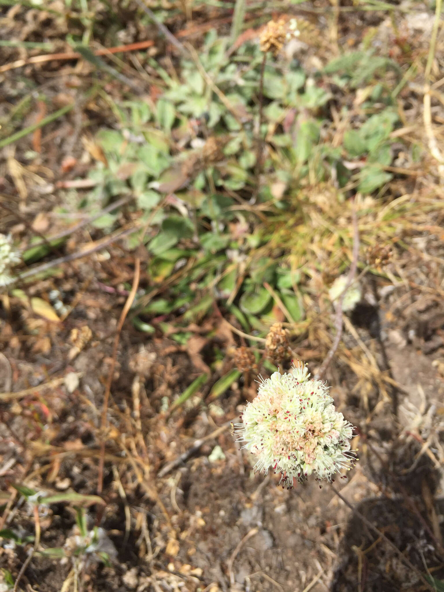 Image of seaside buckwheat