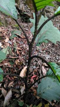 Image of <i>Solanum peikuoensis</i>