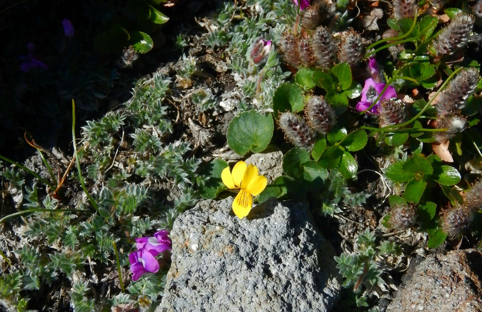 Image of Viola crassa (Makino) Makino