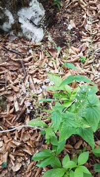 Image de Veronica urticifolia Jacq.