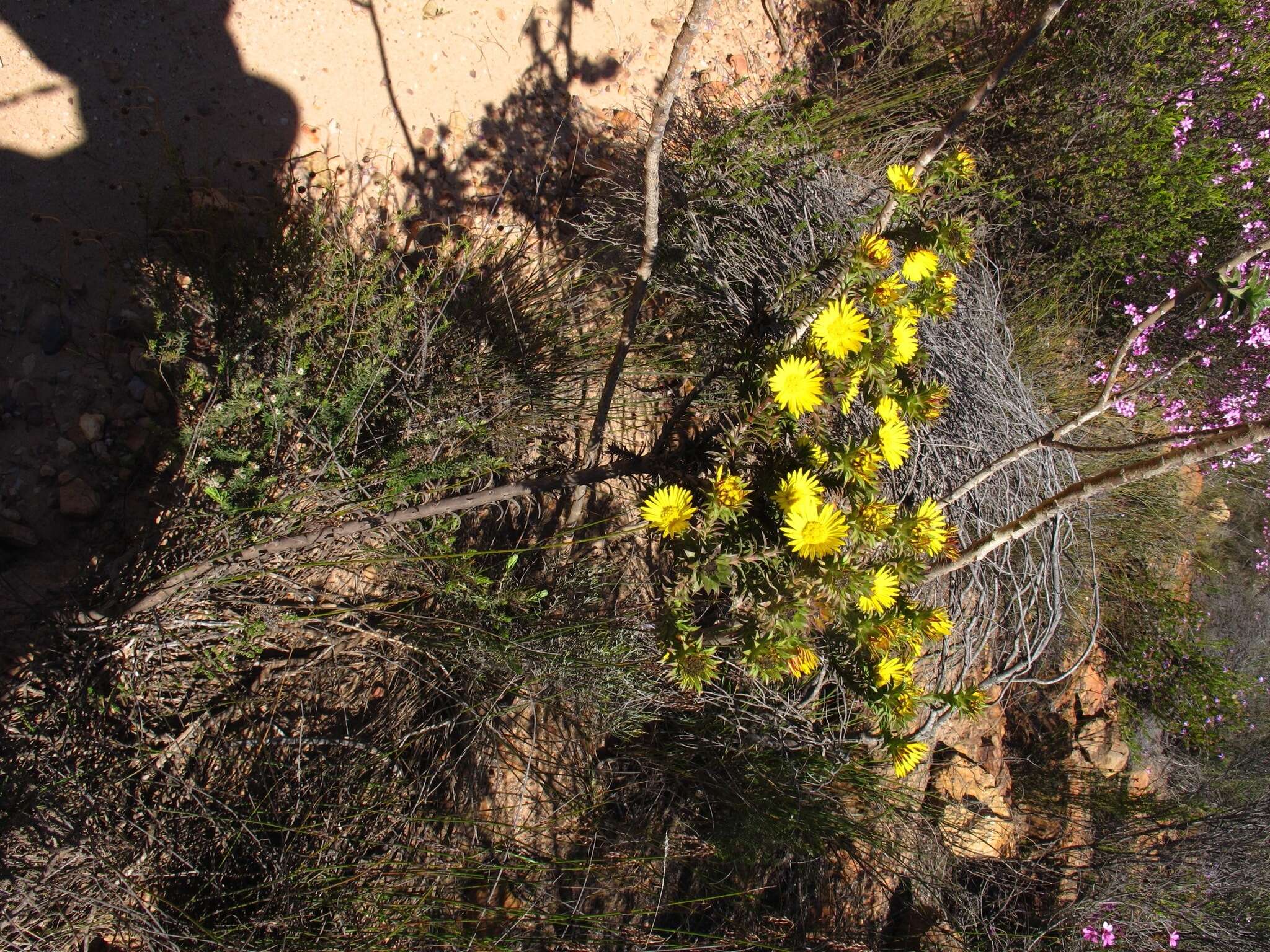 Image of Oedera imbricata Lam.