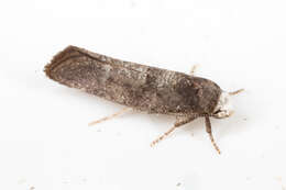 Image of Moth