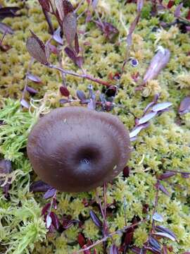 Image of Omphaliaster borealis (M. Lange & Skifte) Lamoure 1971