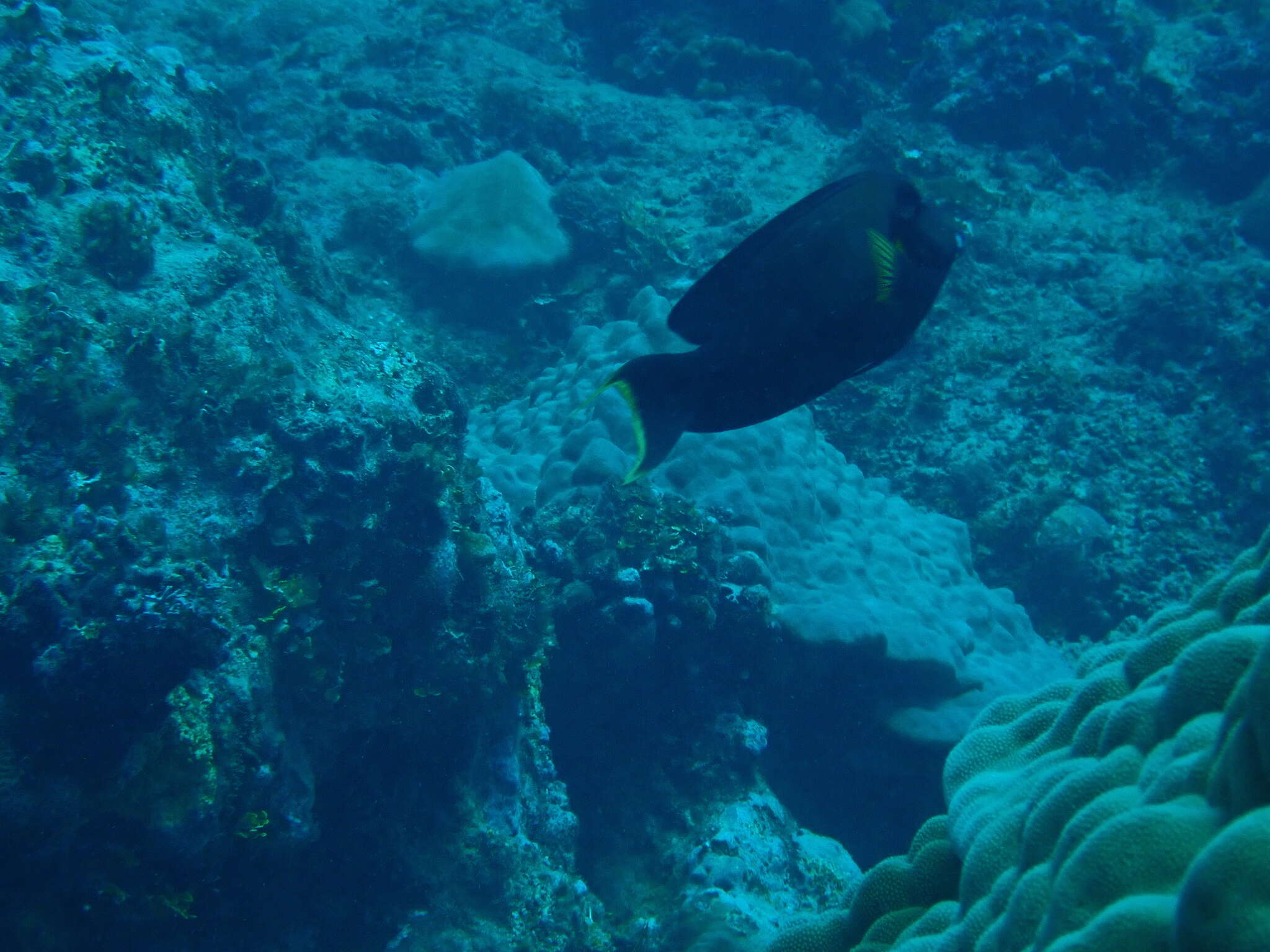 Image of Chocolate Surgeonfish