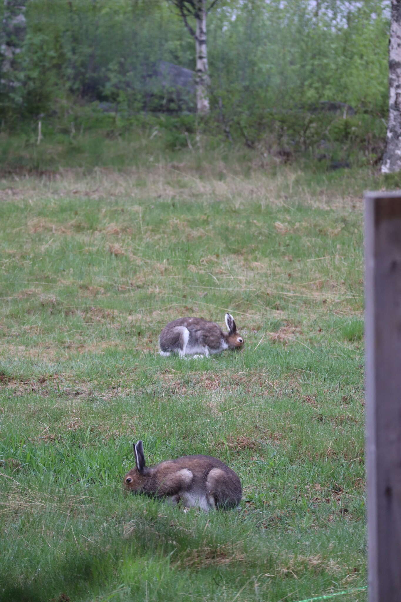 Plancia ëd Lepus timidus timidus Linnaeus 1758