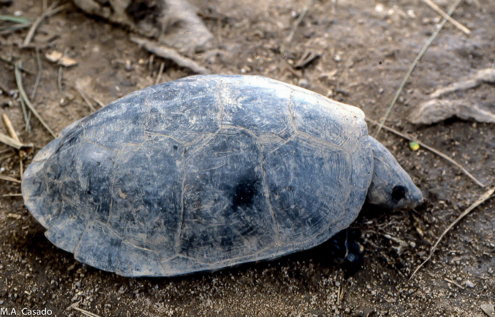 Image of Big-headed Amazon River Turtle