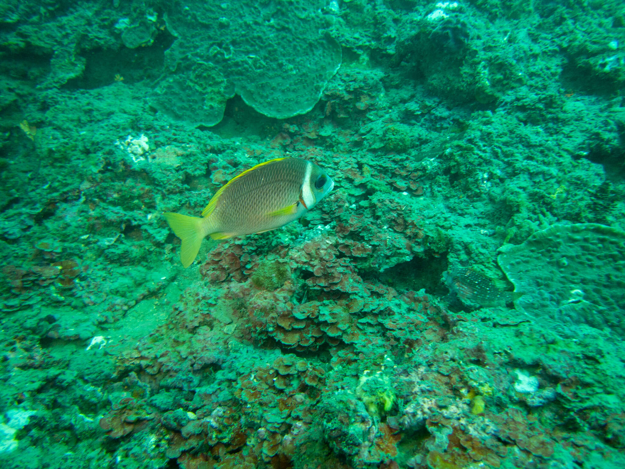 Image of Igcar monocle bream