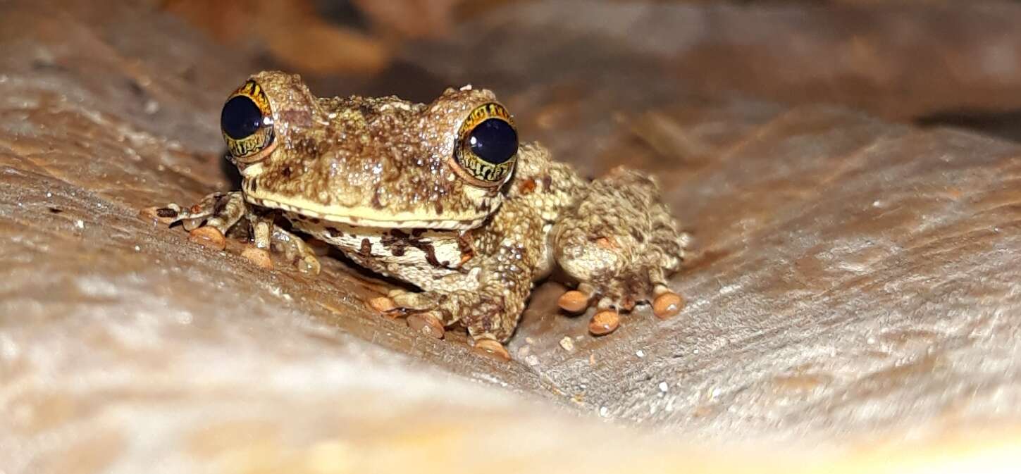 صورة Osteocephalus oophagus Jungfer & Schiesari 1995