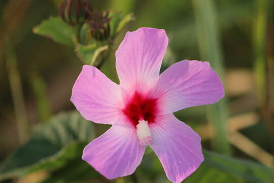 Hibiscus costatus A. Rich.的圖片