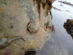 Image of silver abalone