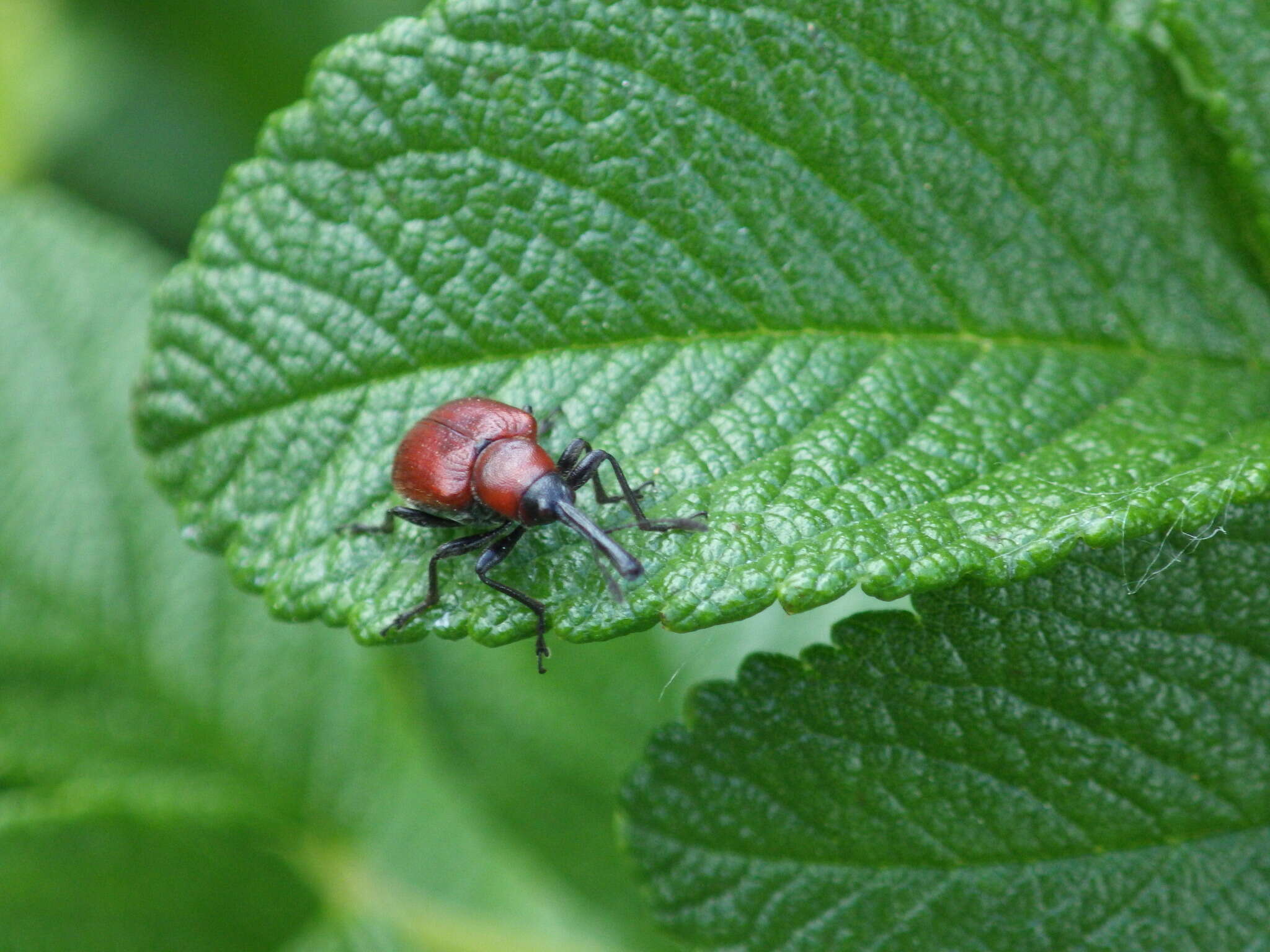 Image of Rose Curculio