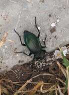 Image of Calosoma (Blaptosoma) atrovirens Chaudoir 1869