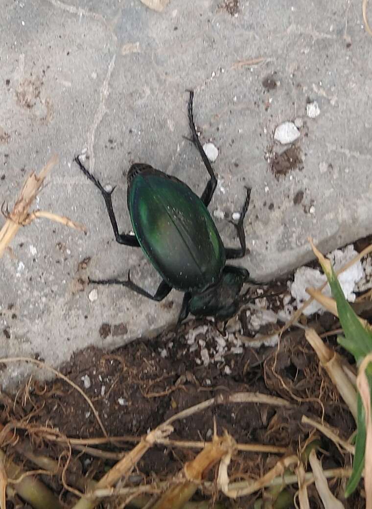 صورة Calosoma (Blaptosoma) atrovirens Chaudoir 1869