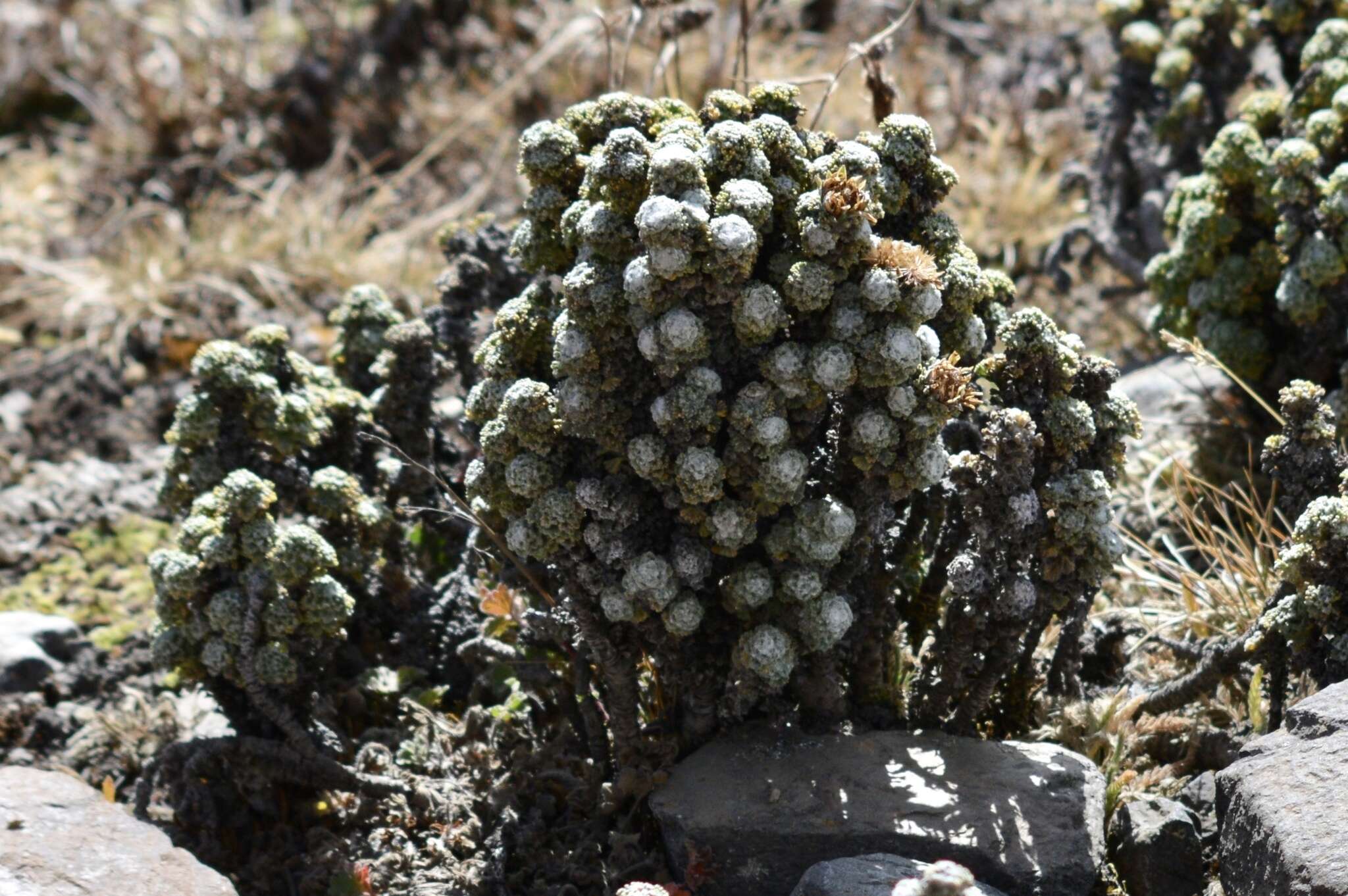 Image of Xenophyllum dactylophyllum (Sch. Bip.) V. A. Funk