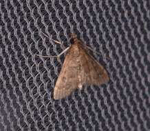 Image of Garden Webworm Moth