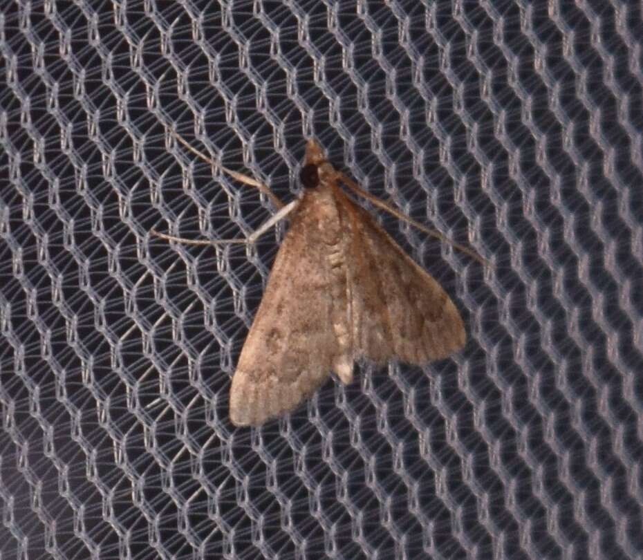 Image of Garden Webworm Moth