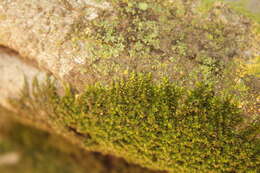 Слика од Fabronia pilifera Hornschuch 1841