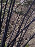 Image of Morepork