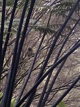 Image of Morepork