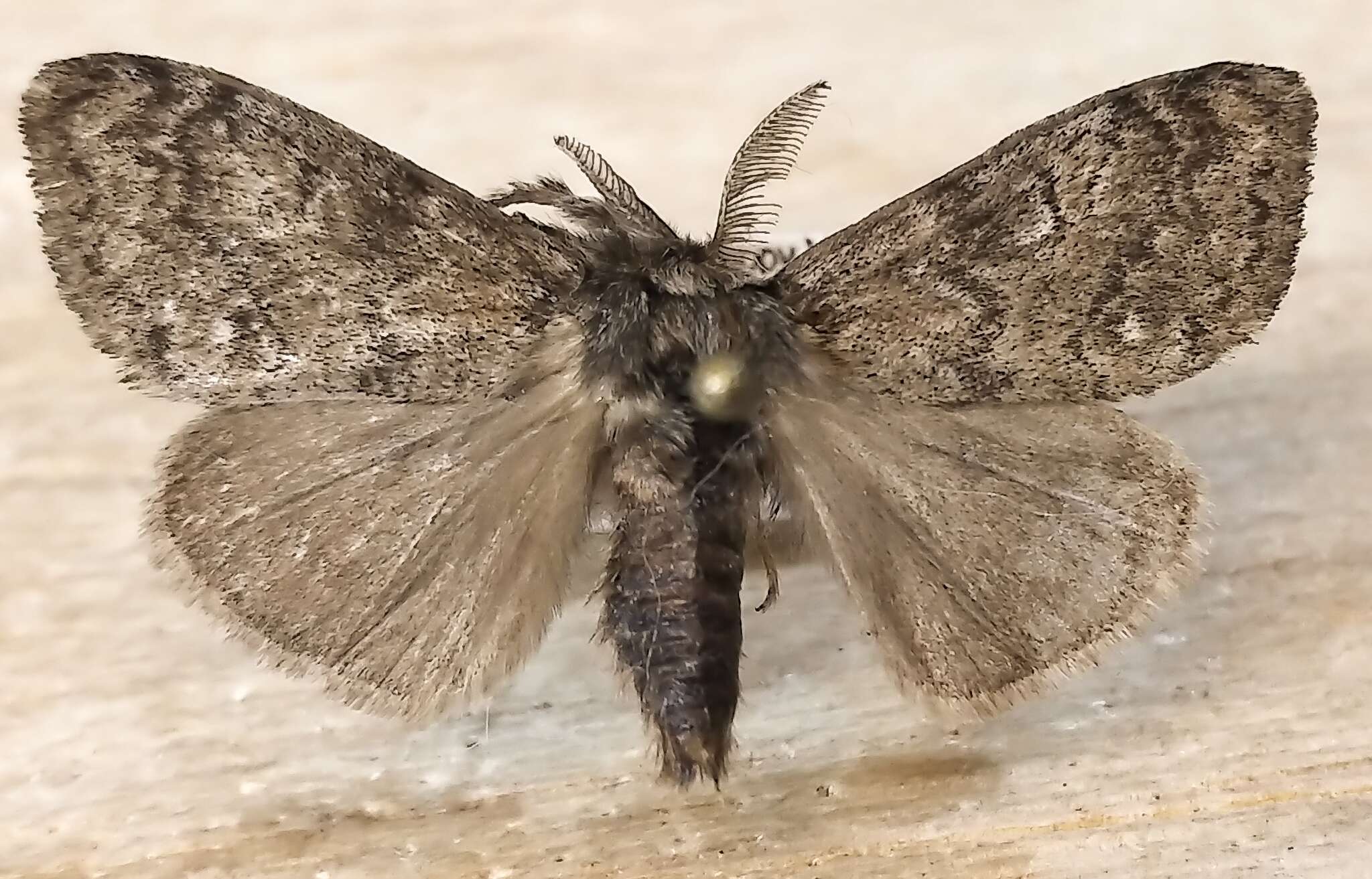 Image of Northern Pine Tussock Moth