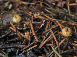 Image of Marasmius wettsteinii Sacc. & P. Syd. 1899