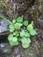 Sivun Saxifraga hirsuta L. kuva