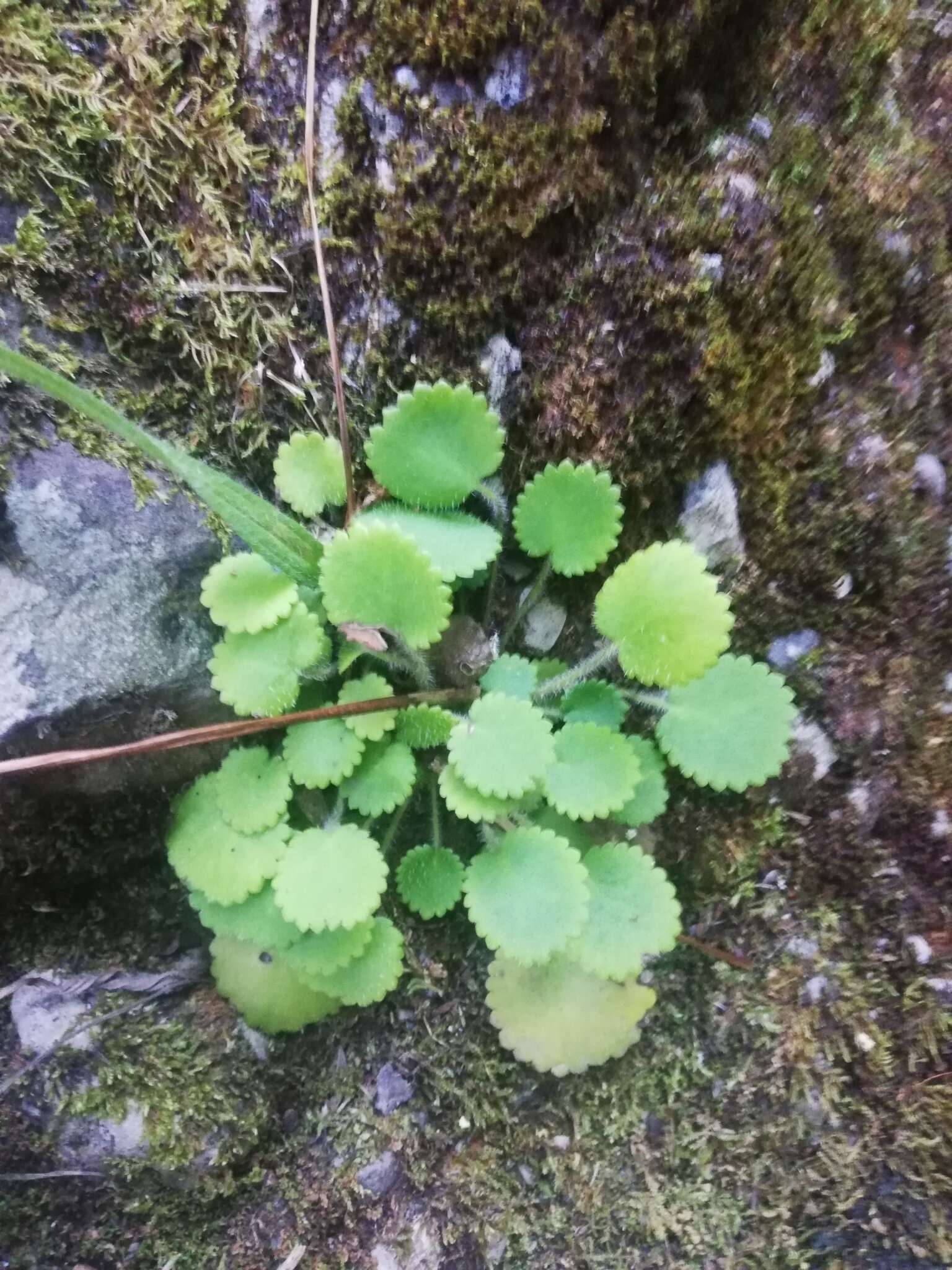 Imagem de Saxifraga hirsuta L.