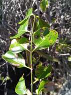 Image of Plectaneia thouarsii Roem. & Schult.