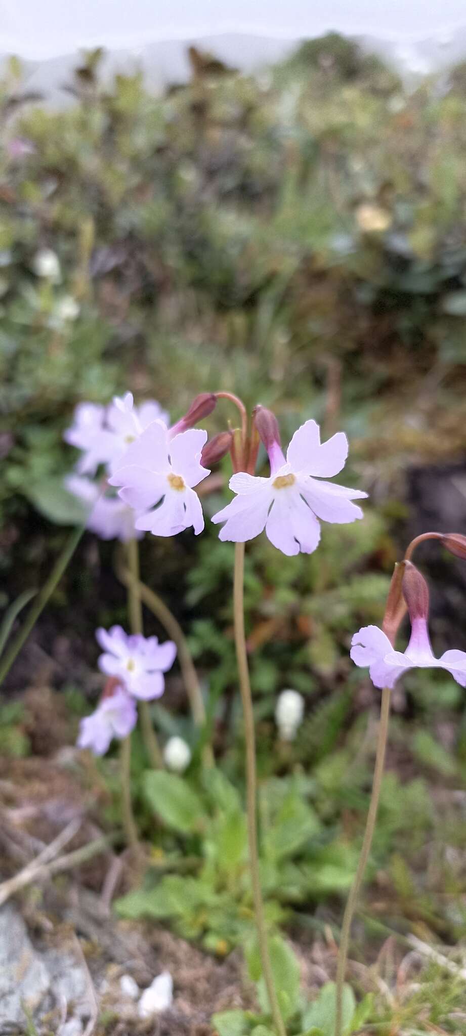 Image of Primula munroi Lindl.