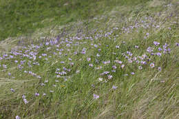 Image of alpine aster