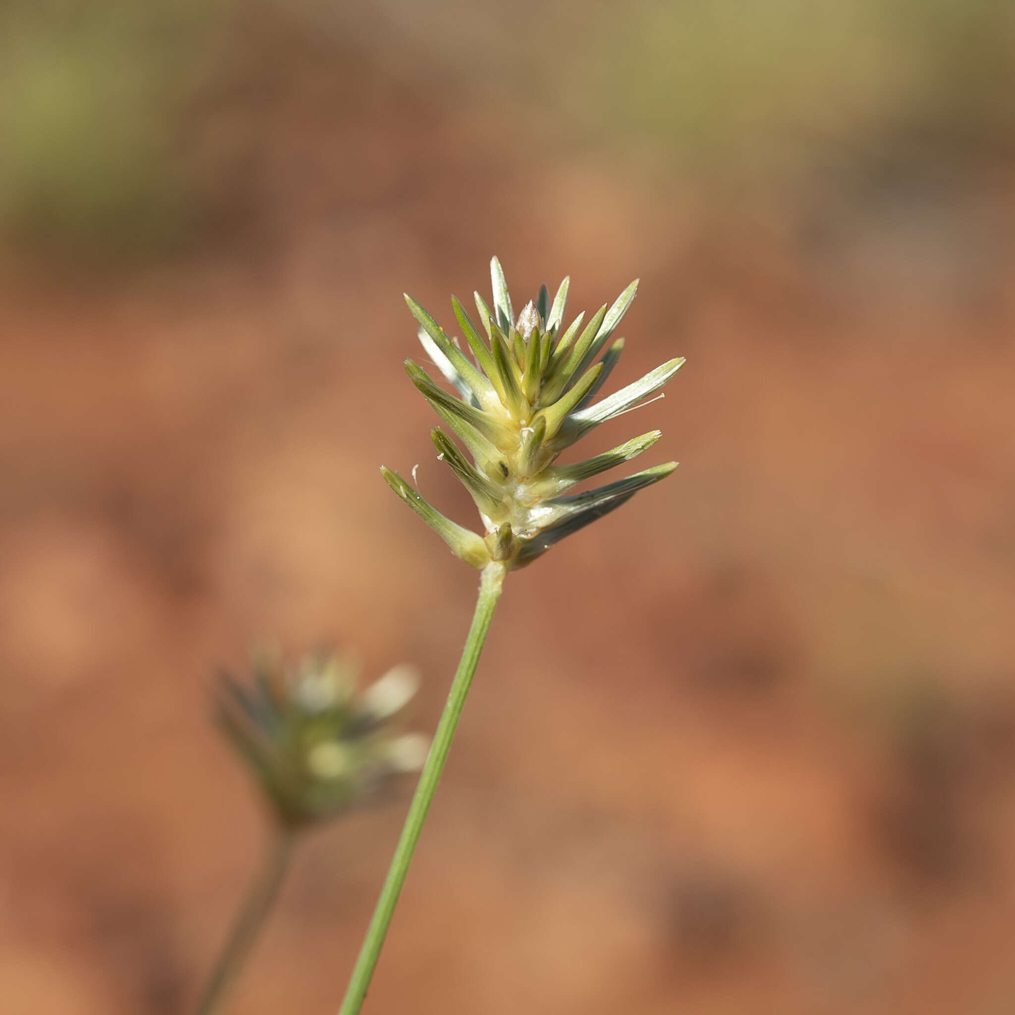 Ptilotus fusiformis (R. Br.) Poir.的圖片