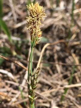 Image of Mead's Sedge