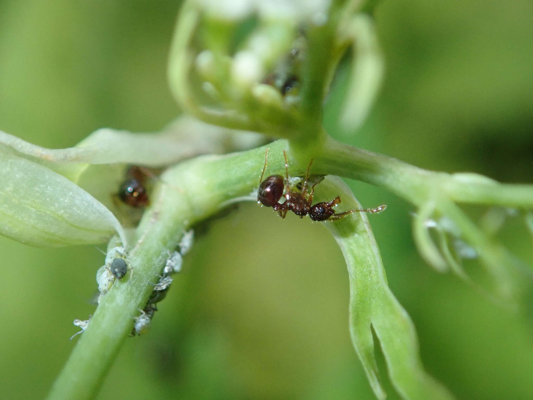 Image of Pristomyrmex punctatus (Smith 1860)