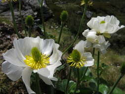 Image of Mount Cook buttercup